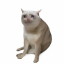 Cashcat